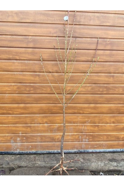 Нектарин Алітоп - саджанець з відкритою кореневою системою